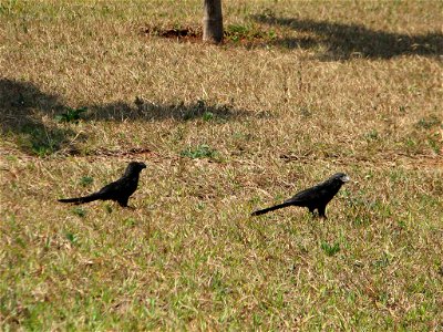 Picture of Crotophaga ani (Cuculidae) in Brasilia, Brazil