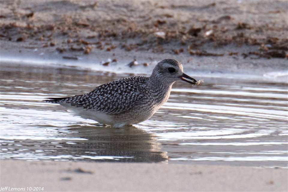 The Black-bellied Plover is commonly found at Pea Island National Wildlife Refuge. This one is seen getting ready to snack on a small crab. They also feed on insects, bivalves and a variety of crustac