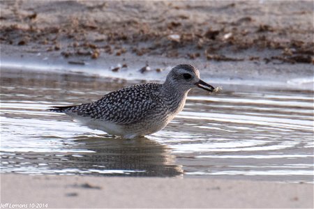 The Black-bellied Plover is commonly found at Pea Island National Wildlife Refuge. This one is seen getting ready to snack on a small crab. They also feed on insects, bivalves and a variety of crustac photo