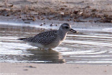 The Black-bellied Plover is commonly found at Pea Island National Wildlife Refuge. This one is seen getting ready to snack on a small crab. They also feed on insects, bivalves and a variety of crustac