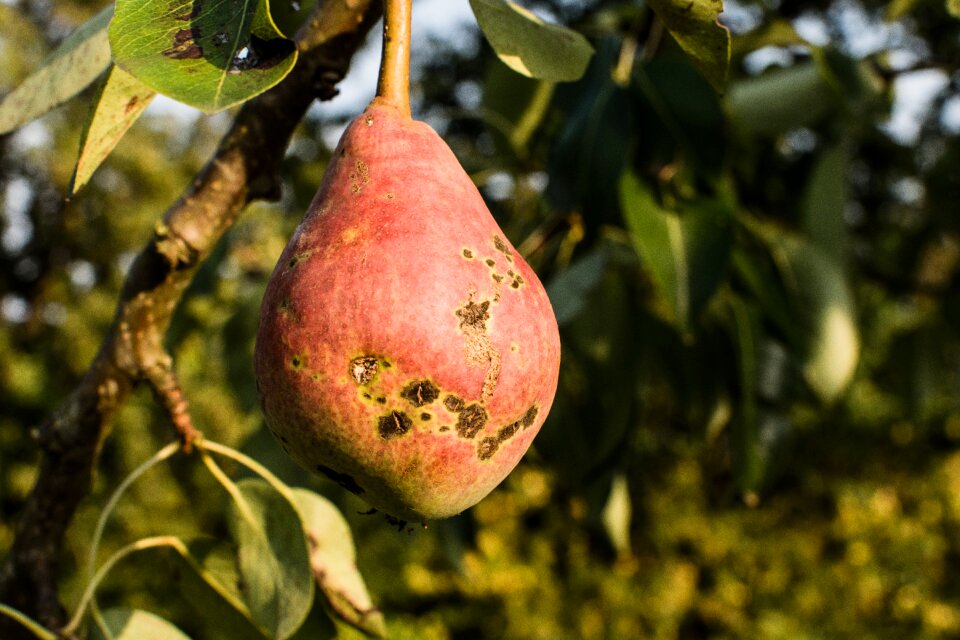 Light fruit plant photo