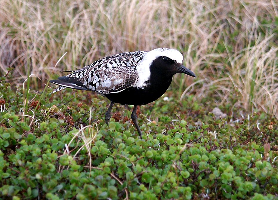 : Black-bellied Plover (Pluvialis squatarola)