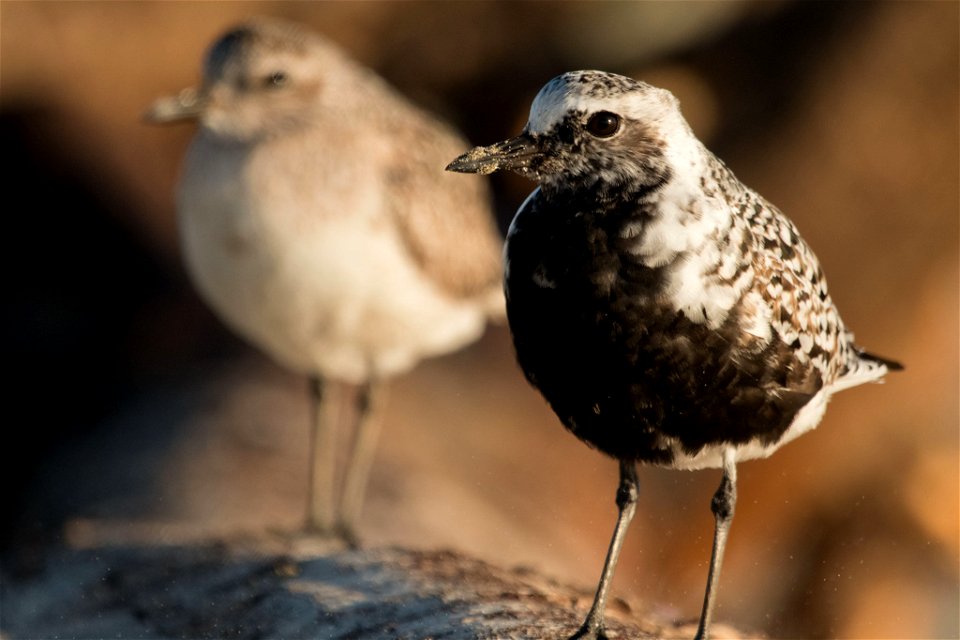 Grey plover (aka Black-bellied plover), Pluvialis squatarola
