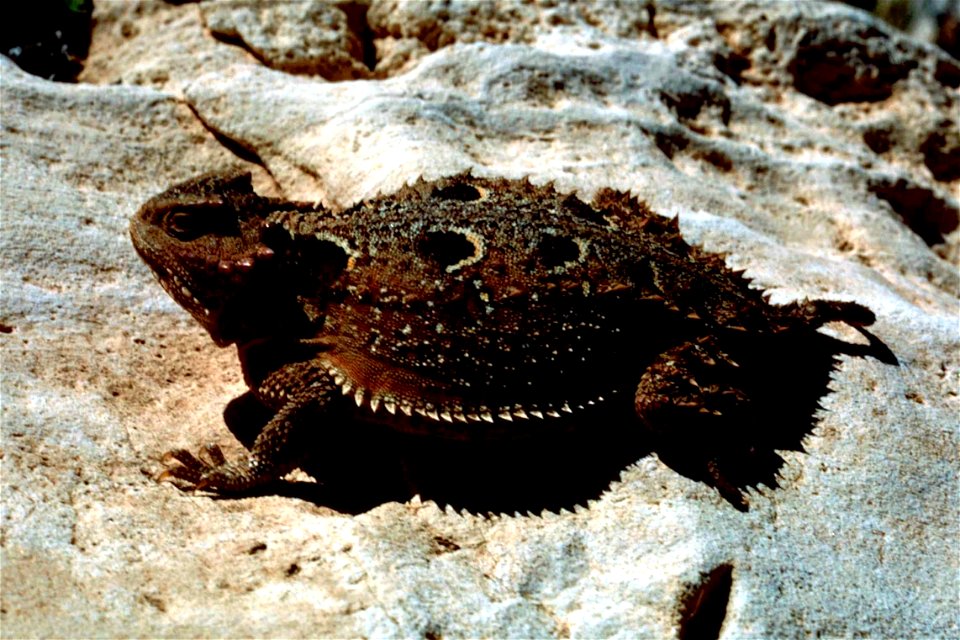 Image title: pigmy short horned lizard in New Mexico (reclassified from Phrynosoma douglasii).[1]
Image from Public domain images website, http://www.public-domain-image.com/full-image/fauna-animals-p