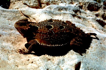 Image title: pigmy short horned lizard in New Mexico (reclassified from Phrynosoma douglasii).[1]
Image from Public domain images website, http://www.public-domain-image.com/full-image/fauna-animals-p