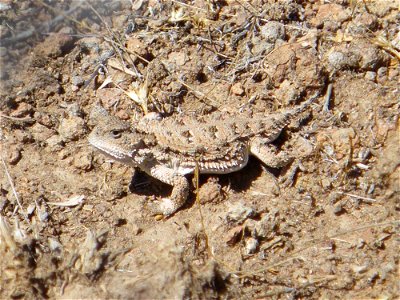 Short-horned Lizards live throughout the Columbia Basin and the Cascades foothills in a variety of habitats including sagebrush plains, short-grass prairies and open pine forests.

You are free to use