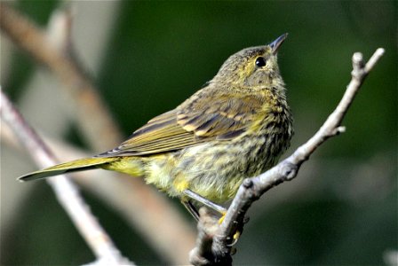 Photo of the Week - 11/21/11

Yellow-rumped Juvenile "yellow" palm warbler (Setophaga palmarum hypochrysea) photographed at  Kennebago Lake, ME.


Credit: Bill Thompson/USFWS