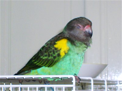 Pet Meyer's Parrot on the top of a cage. photo