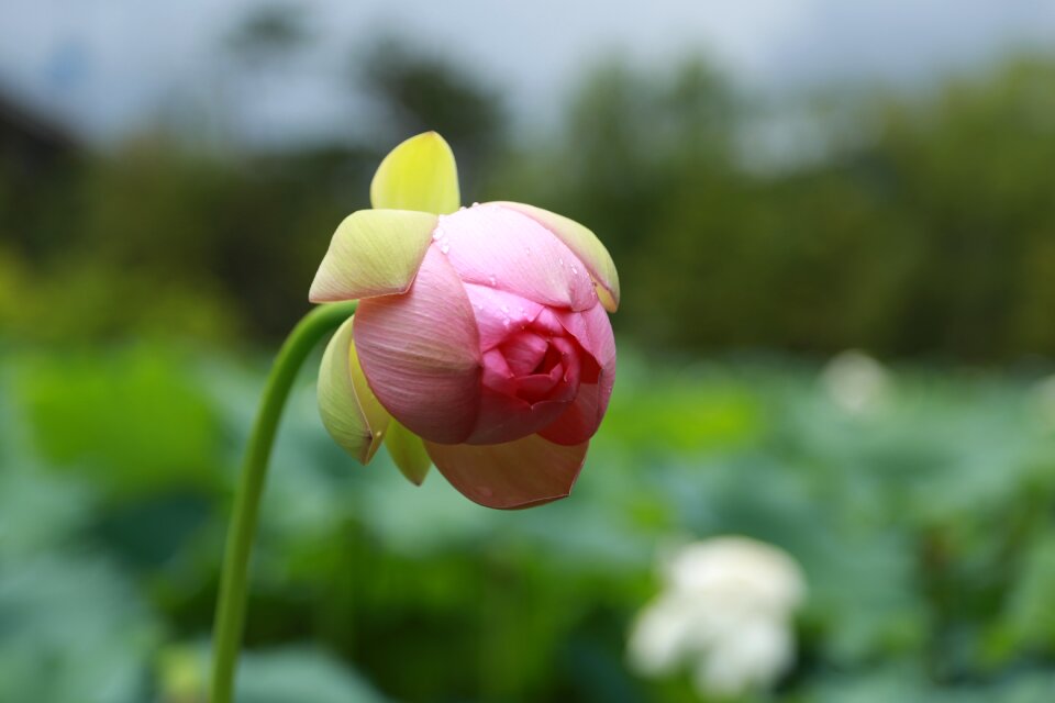 Nature flowers plants