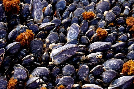 Mussels (Mytilus californianus)

   Image ID: line7059, NOAA's America's Coastlines Collection
   Location: Washington, Tatoosh Island
   Photo Date: 2009 June 21

    Photographer: Courtesy of Dr. So