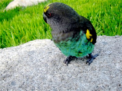 Meyer's Parrot (Poicephalus meyeri); female photo