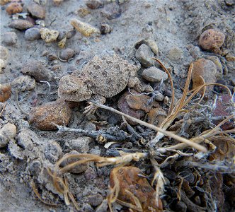Short-horned lizards have an array of defenses to dissuade would-be predators, including a spike-covered exterior. You are free to use the following photo with the credit: Elizabeth Materna, USFWS photo
