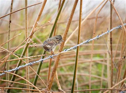 K. Theule / USFWS