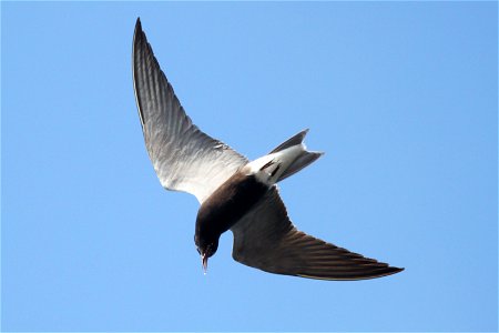 Black tern photographed at Missisquoi National Wildlife Refuge credit: Ken Sturm/USFWS photo