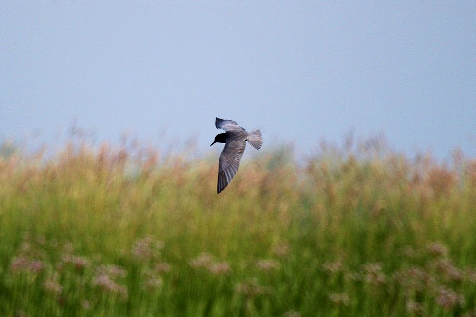Black tern photographed at Missisquoi National Wildlife Refuge


credit: Ken Sturm/USFWS