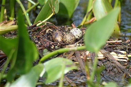 Black tern nest photographed at Missisquoi National Wildlife Refuge


credit: Ken Sturm/USFWS