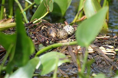 Black tern nest photographed at Missisquoi National Wildlife Refuge credit: Ken Sturm/USFWS photo