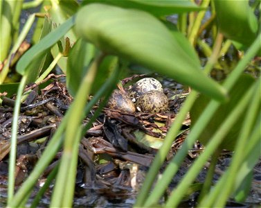 Black tern nest photographed at Missisquoi National Wildlife Refuge credit: Ken Sturm/USFWS photo