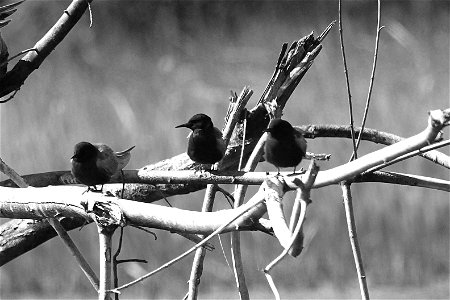 Black Terns At Missisquoi National Wildlife Refuge. Credit: Ken Sturm/USFWS photo