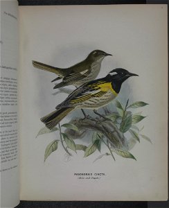 A history of the birds of New Zealand /