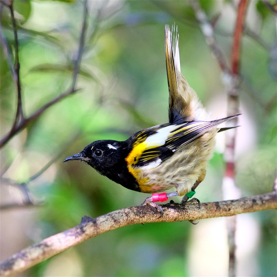 Male hihi (stitchbird) flicking up its tail feathers