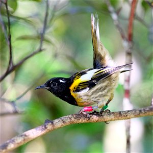 Male hihi (stitchbird) flicking up its tail feathers