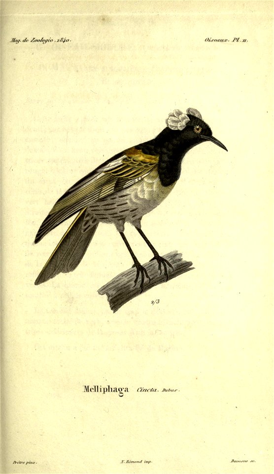 Notiomystis cincta syn. Meliphaga cinctaMagasin de zoologie.