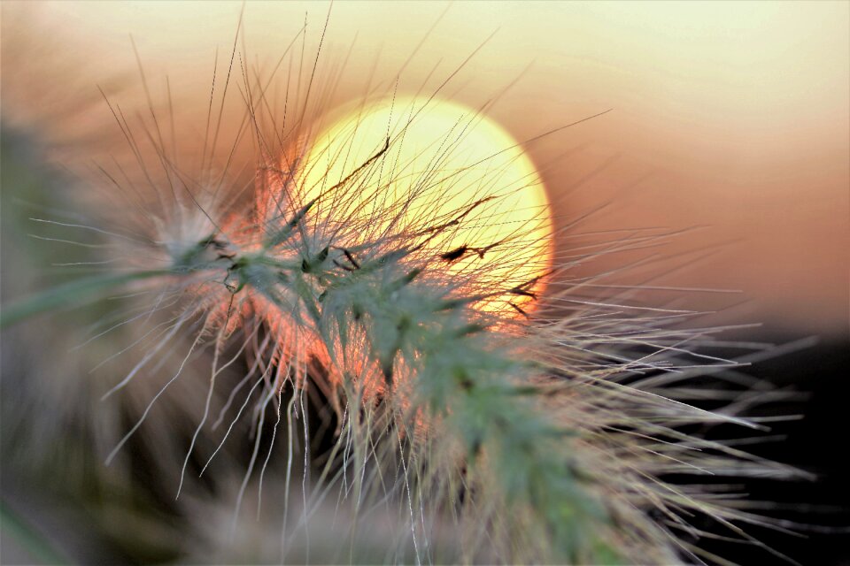 Plant nature meadow