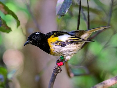 Male hihi (stitchbird) perched on a twig in the shade