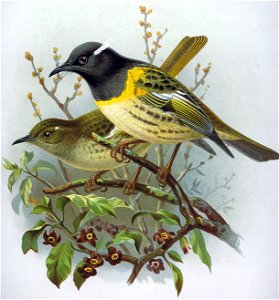 From A history of the birds of New Zealand, 2nd Edition,

By Sir Walter Lawry Buller (1838–1906).