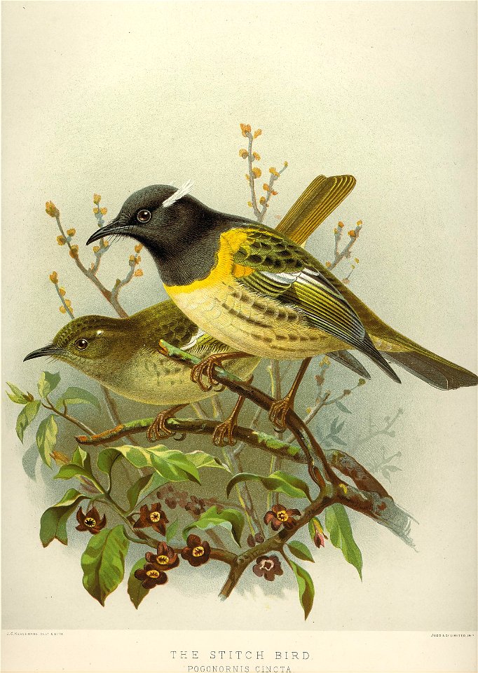 The Stitch bird, Pogonornis cincta