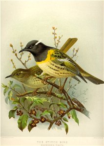 The Stitch bird, Pogonornis cincta