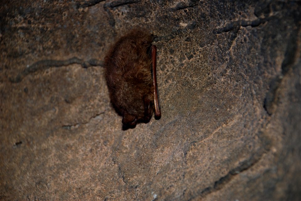 Eastern pipistrelle bat found in cave being sampled for Madison cave isopods.  Credit: USFWS.
