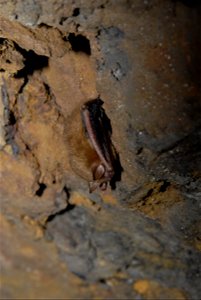 A lone tri-colored bat hibernating on its own, which is typical for this species, before White-nose Syndrome was discovered and confirmed in an abandoned limestone mine on the Wayne National Forest in photo