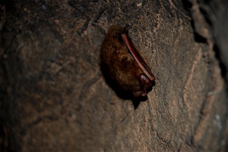 Photo of Eastern pipistrelle bat observed in Madison Saltpeter Cave. Credit: USFWS.