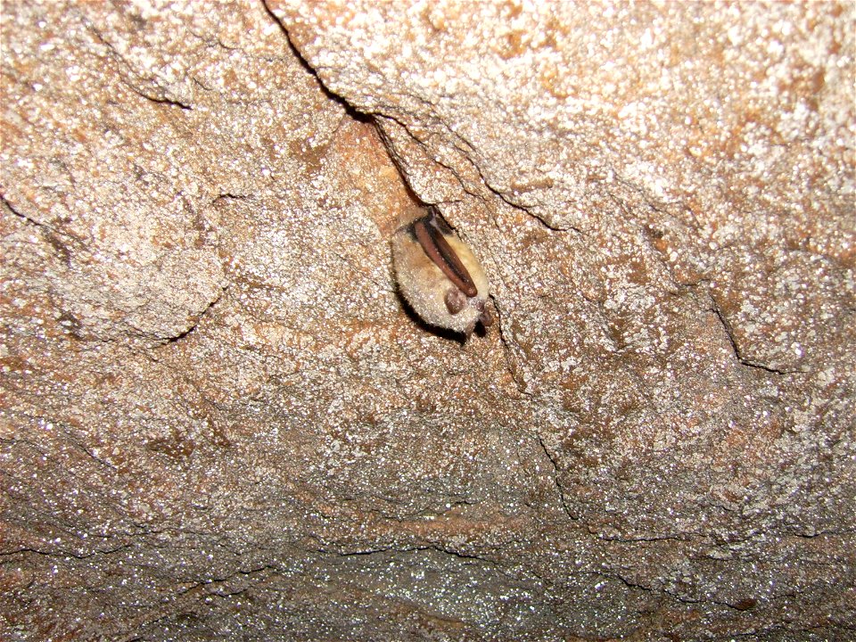 An eastern pipistrelle bat with crystallization in Limekiln Cave.  Credit: USFWS.