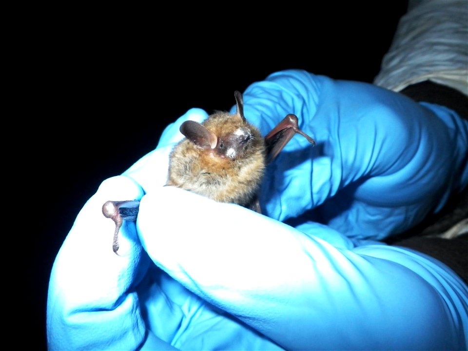Infected tri-colored bat (Perimyotis subflavus) in Jackson County, Alabama

photo credit: Dr. William E. Stone