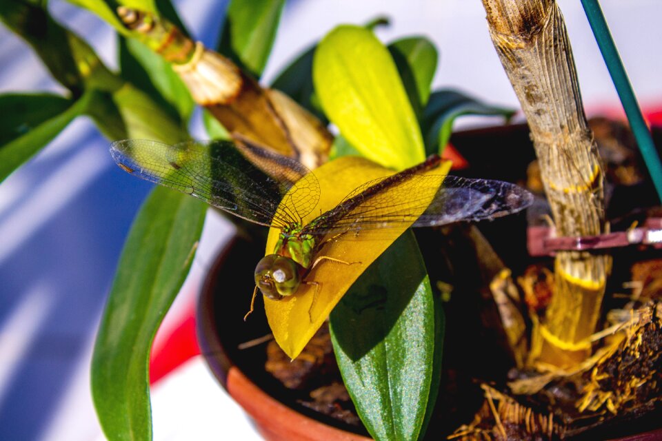 Leaf bamboo plant
