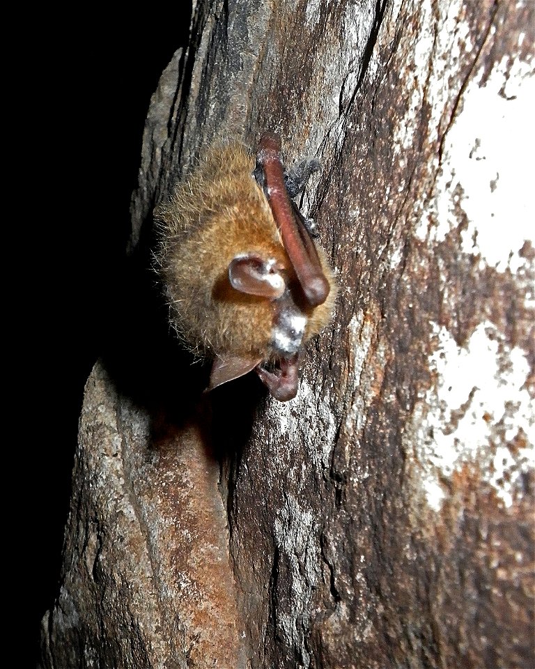 Infected tri-colored bat (Perimyotis subflavus) in Jackson County, Alabama cave


photo credit: Dr. William E. Stone