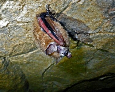 Infected tri-colored bat (Perimyotis subflavus) in Jackson County, Alabama cave

photo credit: Dr. William E. Stone