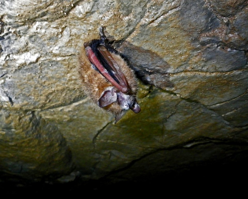 Infected tri-colored bat (Perimyotis subflavus) in Jackson County, Alabama cave

photo credit: Dr. William E. Stone