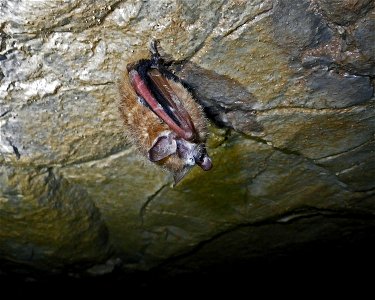 Infected tri-colored bat (Perimyotis subflavus) in Jackson County, Alabama cave

photo credit: Dr. William E. Stone