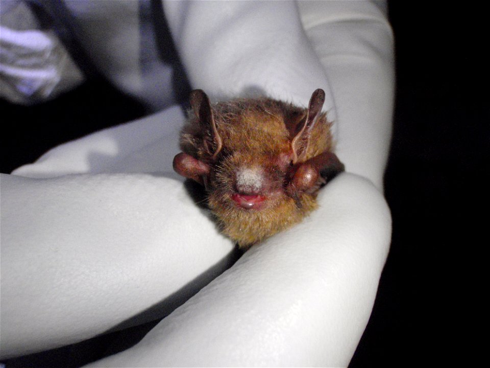A tri-color bat found in the Avery County mine where white-nose syndrome was discovered, showing white fungal growth on its muzzle.
Credit: Gabrielle Graeter/NCWRC

www.fws.gov/whitenosesyndrome