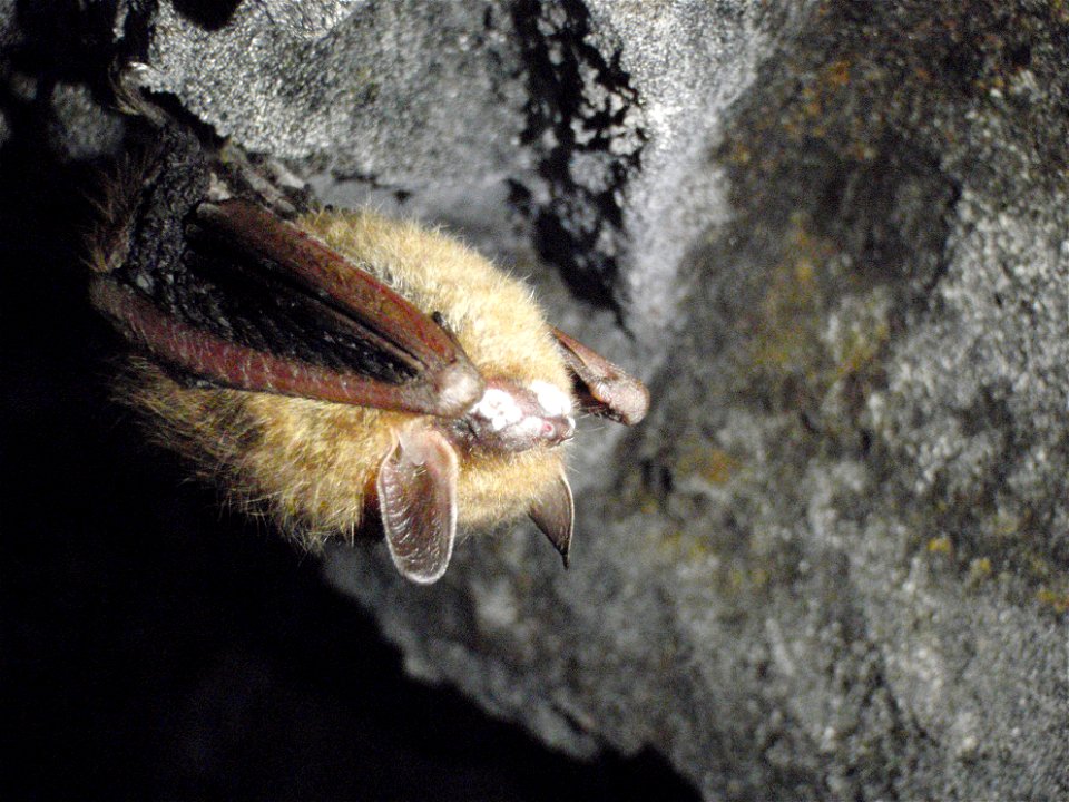A tri-color bat in the Avery County mine where white-nose syndrome was confirmed, with the tell-tale white fungus growing on its nose.
Credit: Gabrielle Graeter/NCWRC

www.fws.gov/whitenosesyndrome