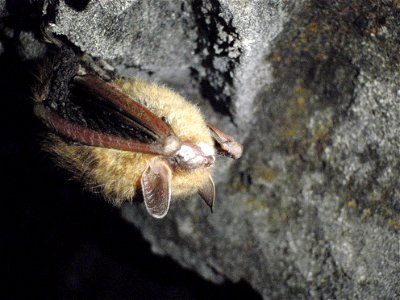 A tri-color bat in the Avery County mine where white-nose syndrome was confirmed, with the tell-tale white fungus growing on its nose.
Credit: Gabrielle Graeter/NCWRC

www.fws.gov/whitenosesyndrome