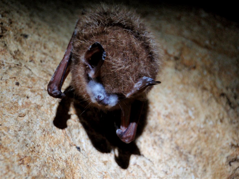 Tri-colored bat with visible signs of WNS from Cumberland Gap National Historic Park

Photo credit: NPS