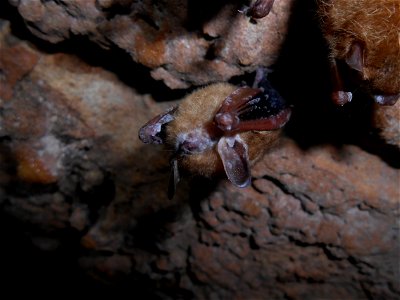 Tri-colored bat with visible symptoms of WNS from Chickamauga and Chattanooga National Military Park, Georgia

Photo credit: NPS