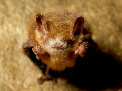 Tri-colored bat with visible symptoms of WNS, Cloudland Canyon State Park, Georgia

Photo credit: Pete Pattavina