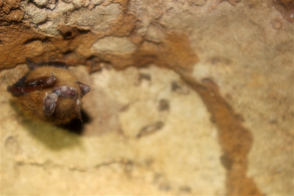 Tri-colored bat with visible WNS symptom



Photo credit: Darwin Brock