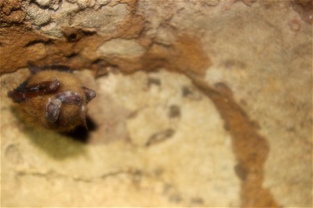 Tri-colored bat with visible WNS symptom



Photo credit: Darwin Brock